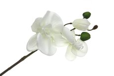 Phalaenopsis met 3 bloemen wit