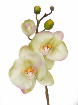 Phalaenopsis met 3 bloemen