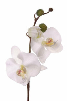 Phalaenopsis met 3 bloemen wit