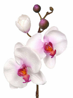Phalaenopsis met 3 bloemen wit met fuchsia hartje