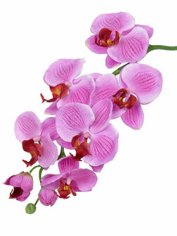 Phalaenopsis met 6 bloemen geaderd en met donker hartje