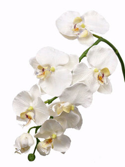 Phalaenopsis met 6 bloemen wit