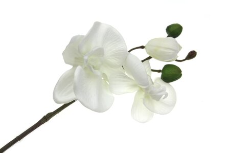 Phalaenopsis met 3 bloemen wit